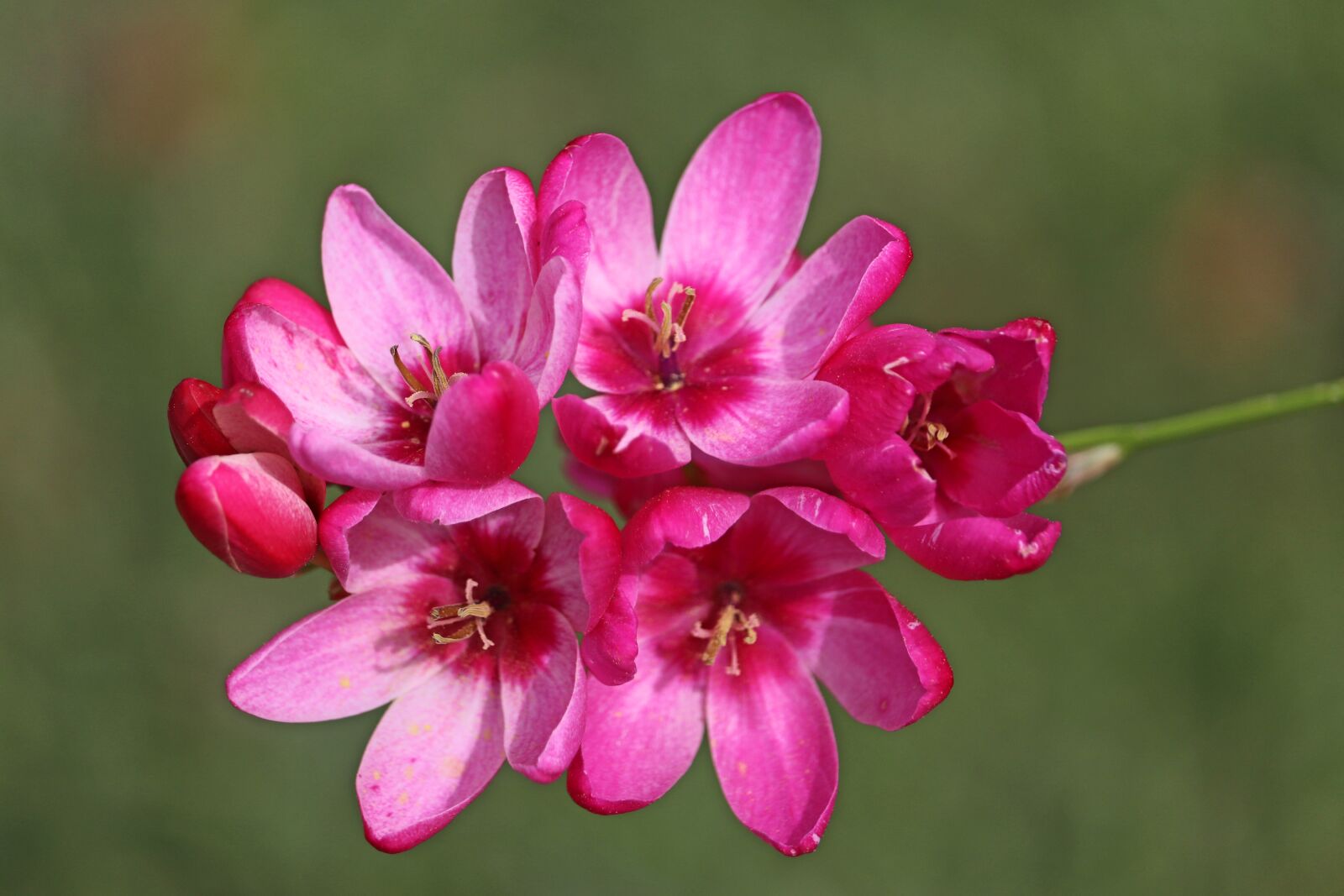 Canon EOS 800D (EOS Rebel T7i / EOS Kiss X9i) sample photo. Flower, pink, ixia photography