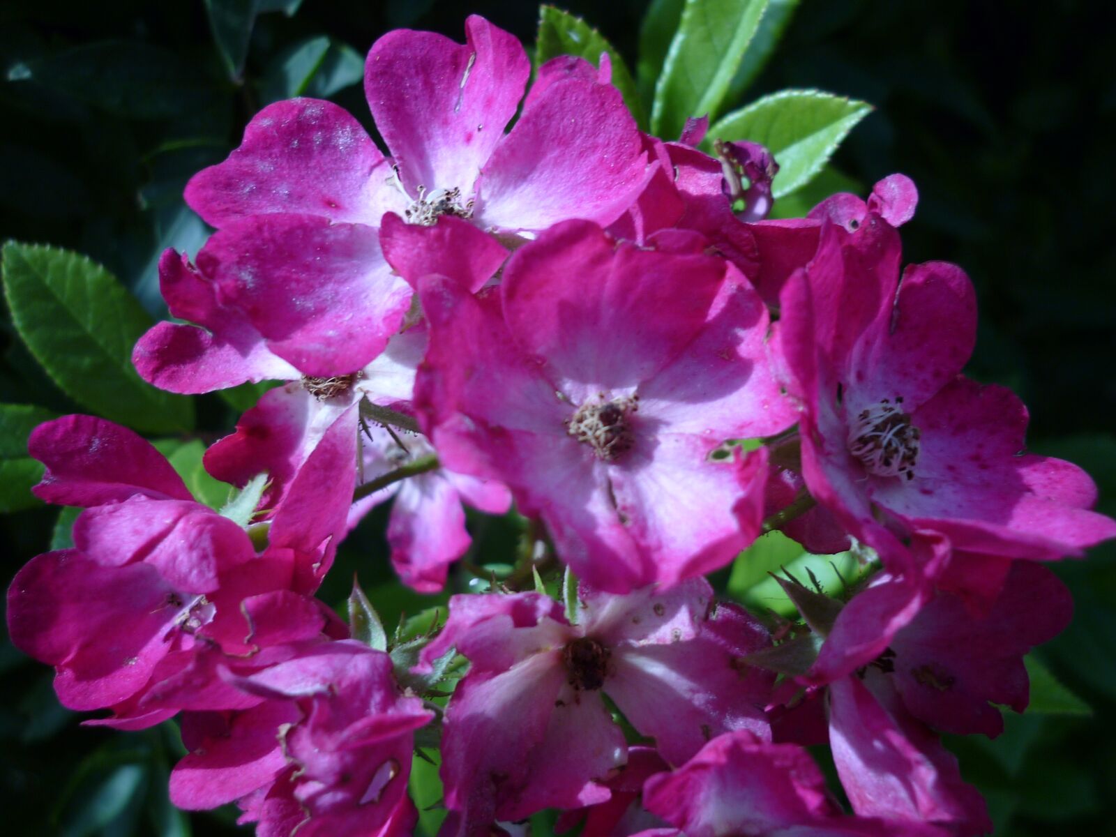 Panasonic Lumix DMC-FS6 sample photo. Flower, rose, nature photography
