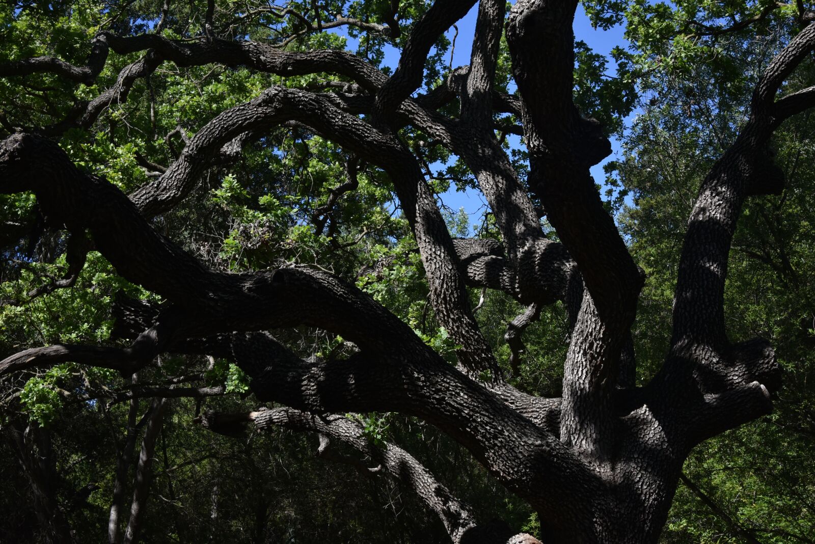 Nikon D750 sample photo. Tangled, tree, bark photography