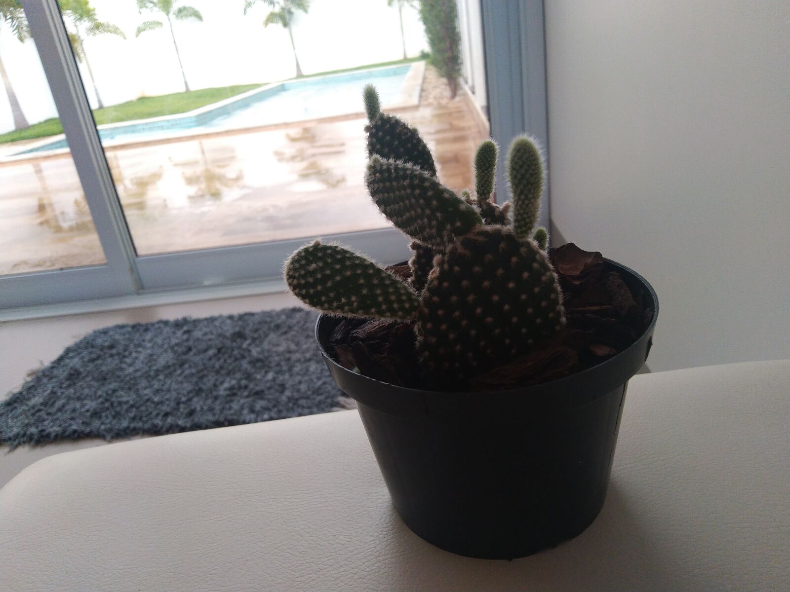 ASUS ZenFone Max Pro M1 (ZB602KL) (WW) / Max Pro M1 (ZB601KL) (IN) sample photo. Cactus, casual, home space photography