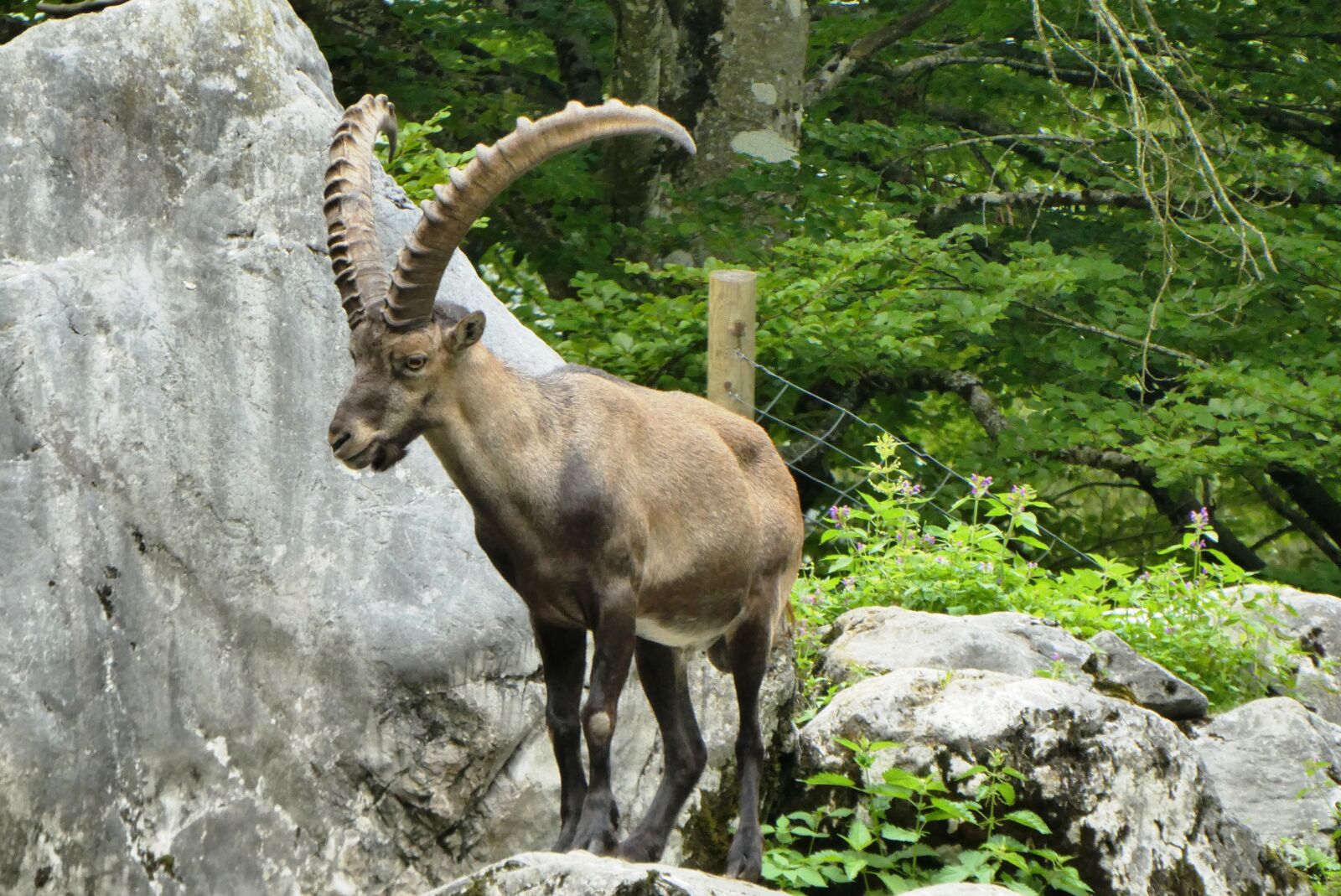 Panasonic Lumix DC-ZS70 (Lumix DC-TZ90) sample photo. Capricorn, wildlife park, tierpark photography