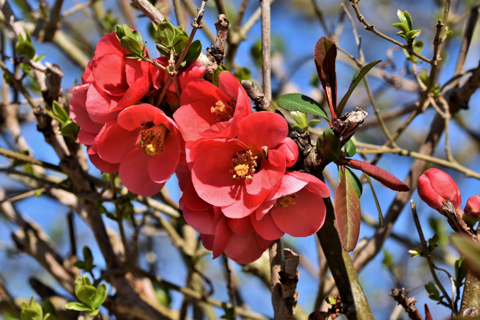 Nikon D7200 sample photo. Ornamental quince, bush, chaenomeles photography