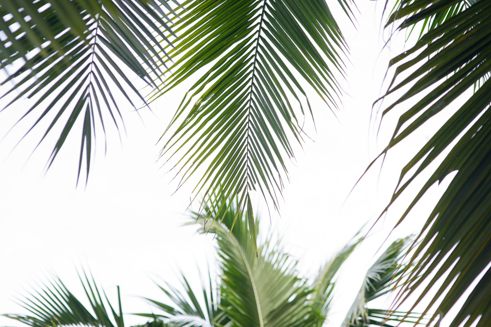 Nikon D3S sample photo. Palm trees, coconut tree photography