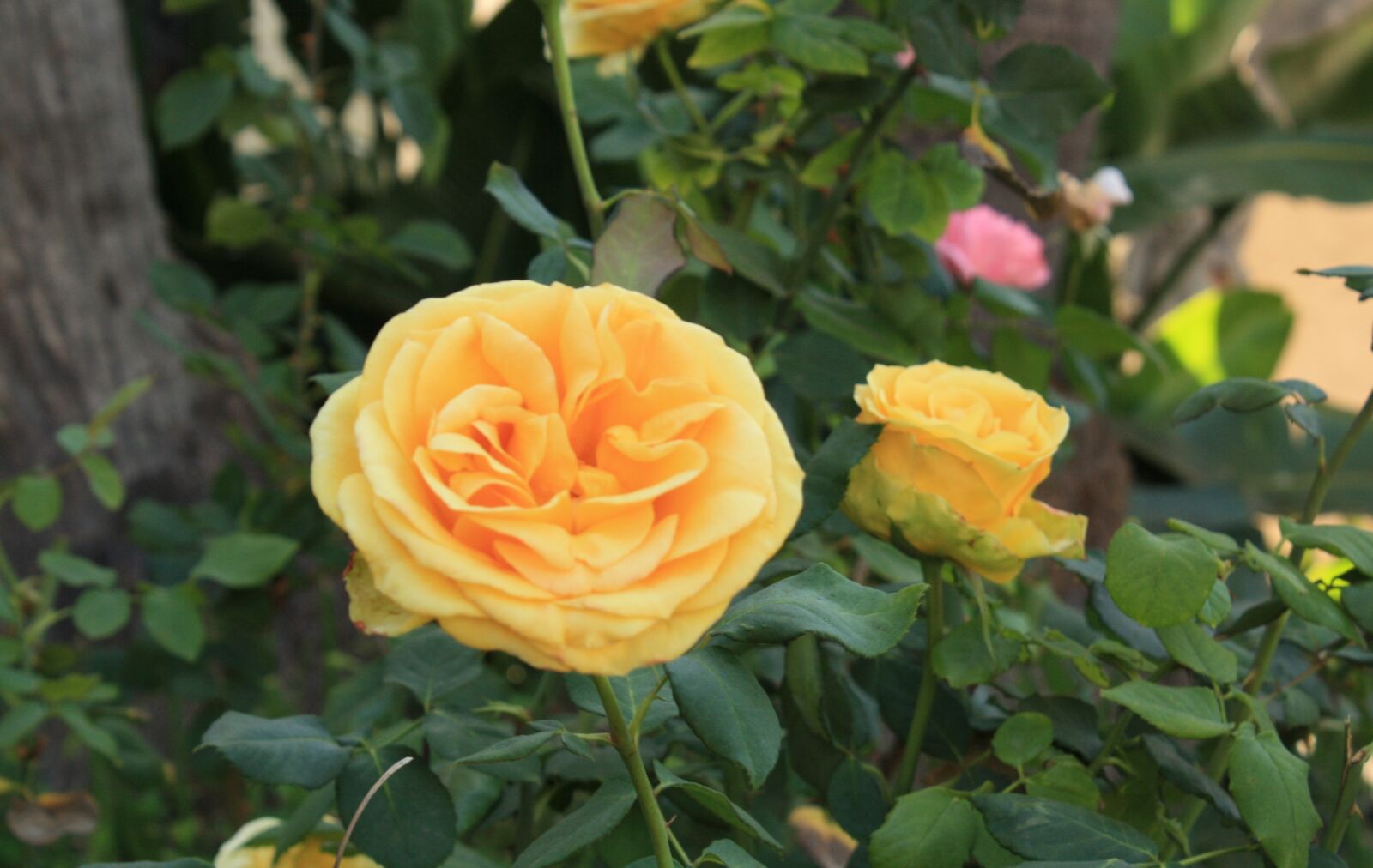Canon EOS 1000D (EOS Digital Rebel XS / EOS Kiss F) sample photo. Flowers, roses photography