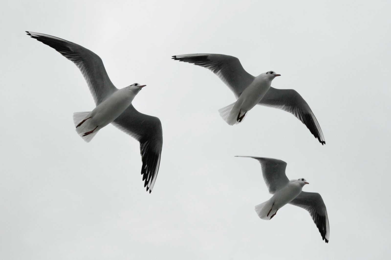Nikon D200 sample photo. Gulls, formation, birds photography