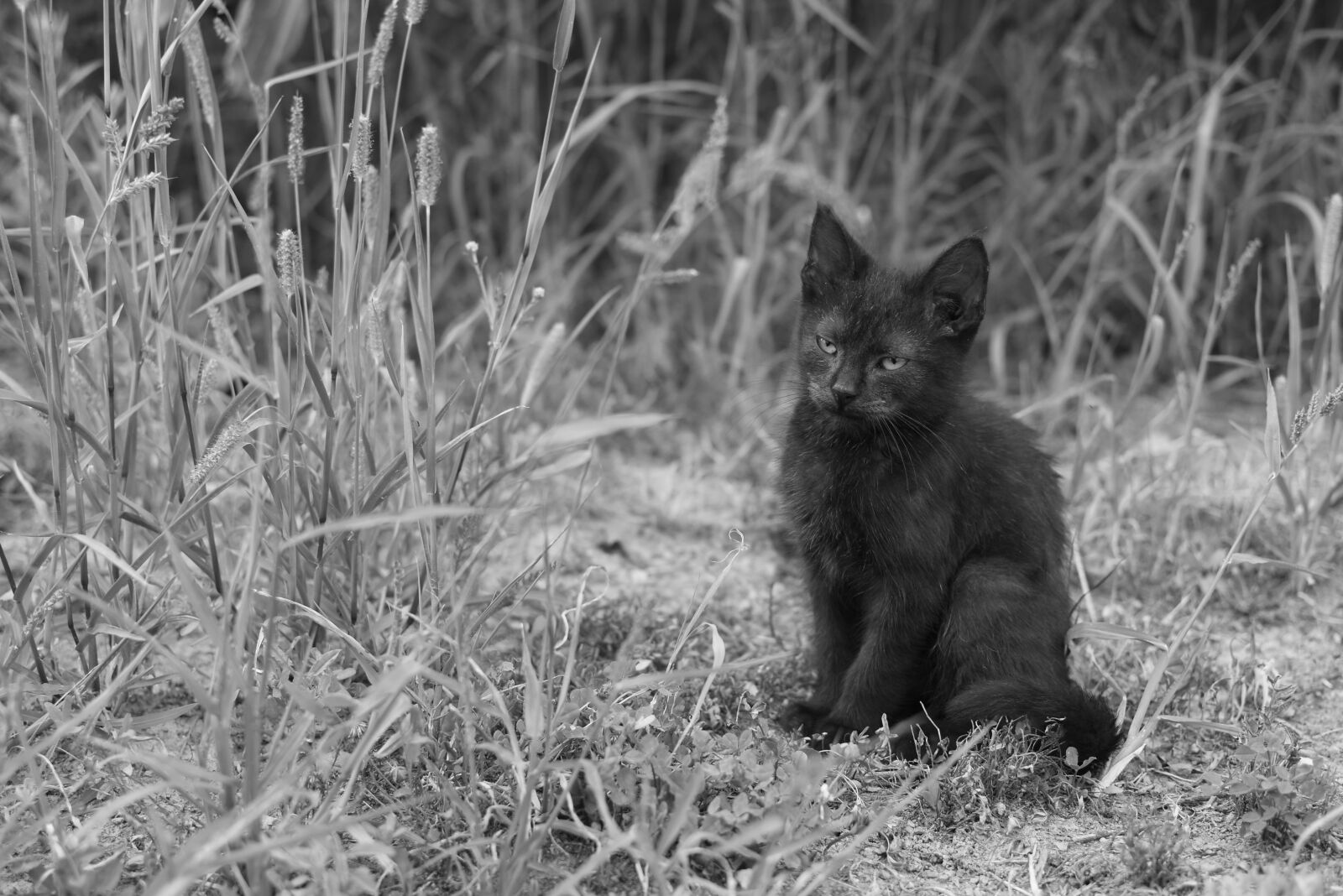 Nikon D3400 sample photo. Cat, kitten, pet photography