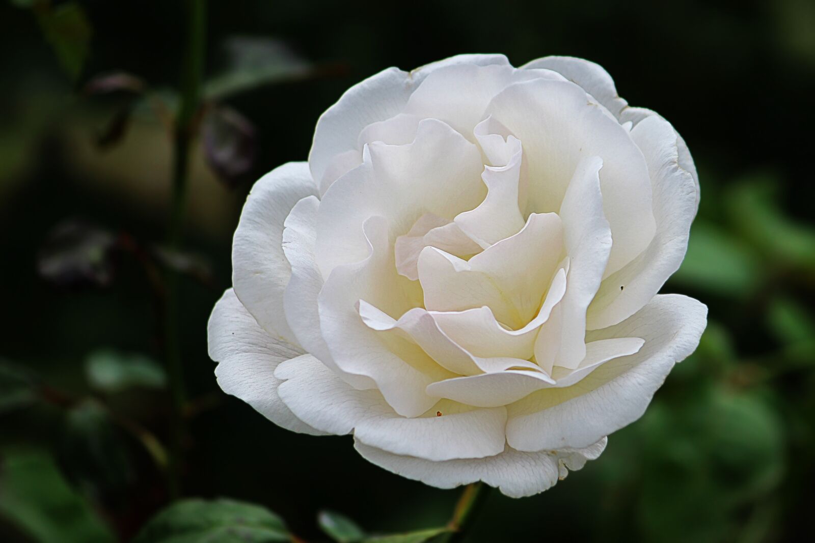 Canon EOS 600D (Rebel EOS T3i / EOS Kiss X5) sample photo. Rose, white, blossom photography