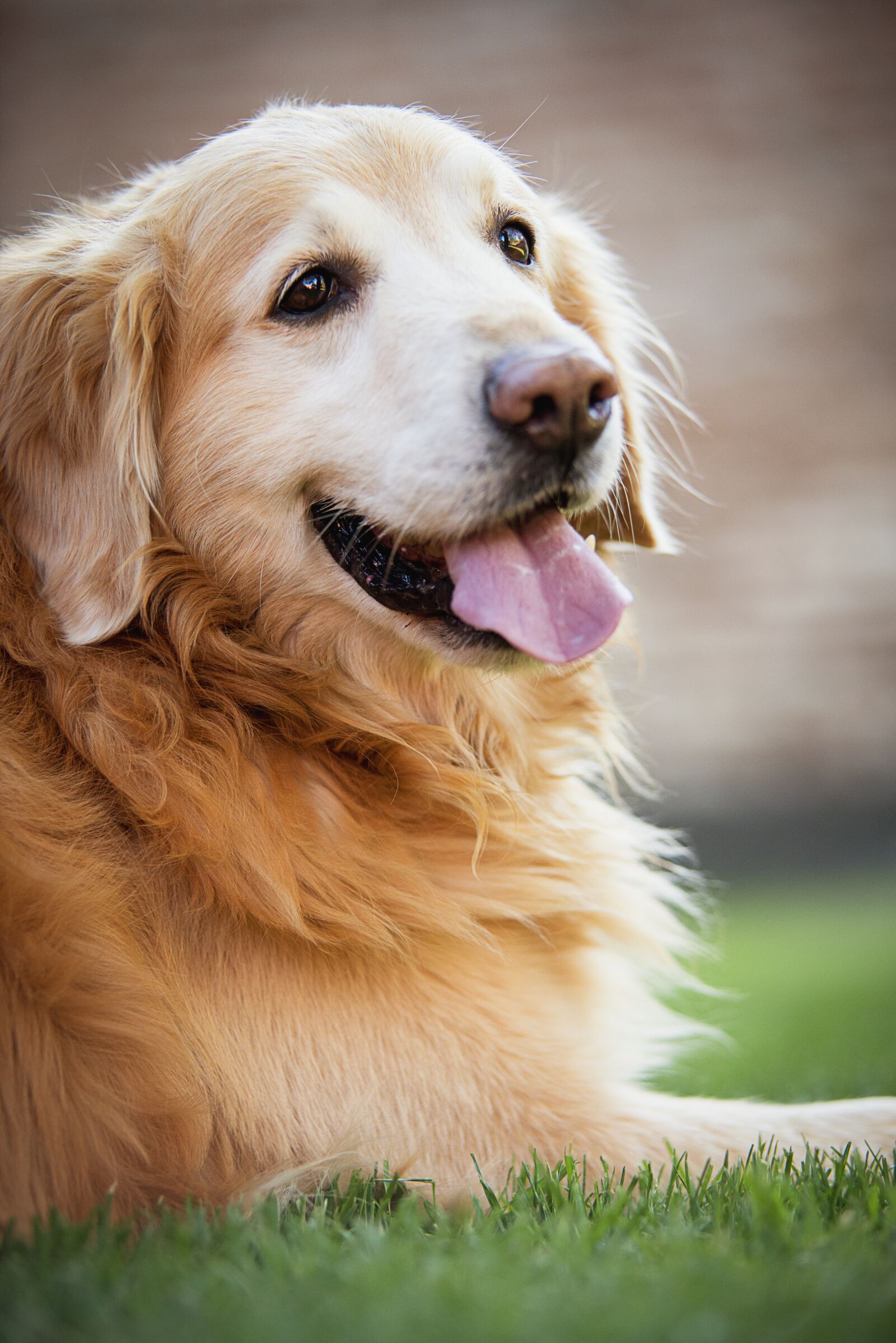 Nikon D800 sample photo. Golden retiver, dog, happy photography