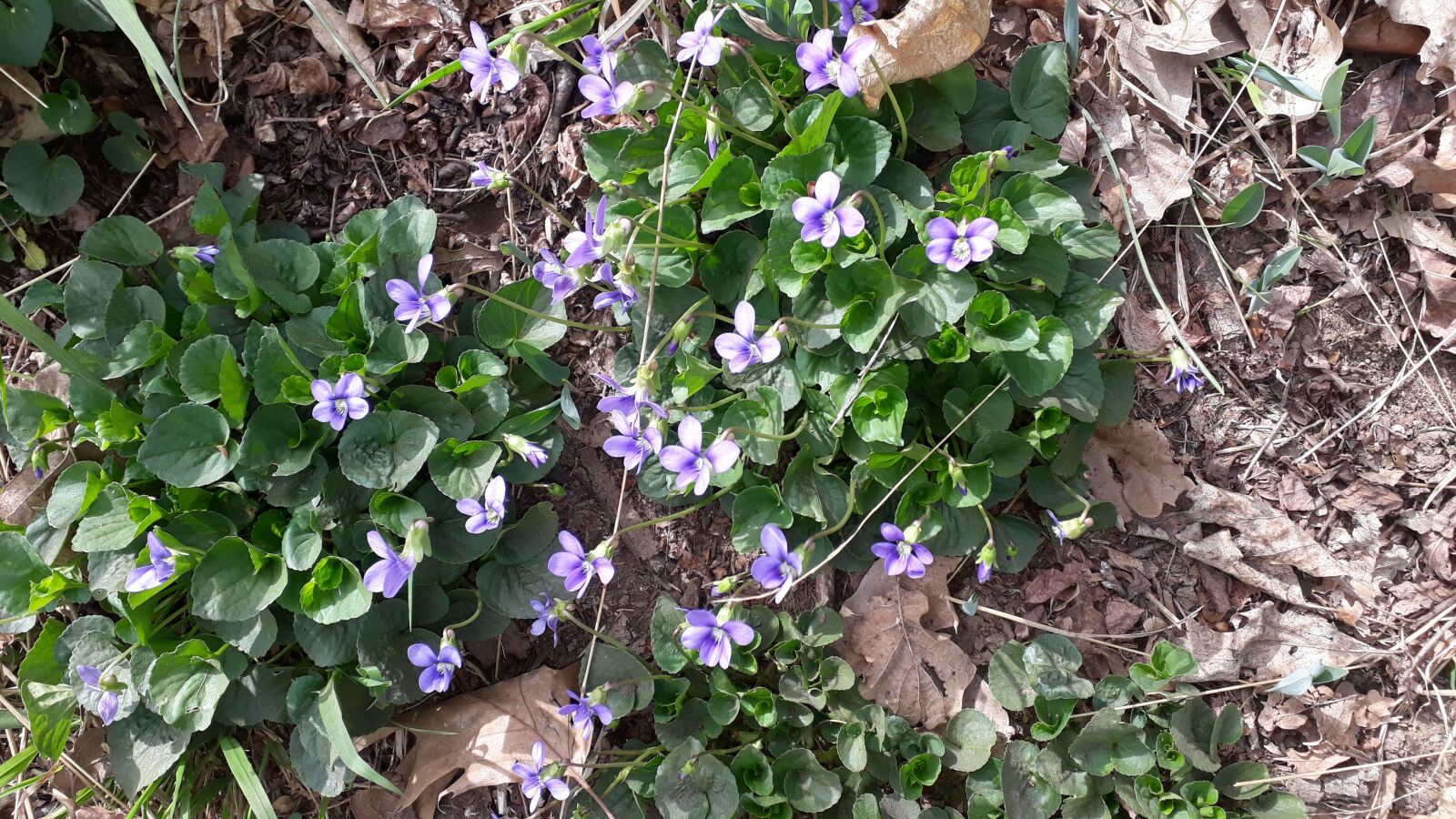 Samsung Galaxy A3(2017) sample photo. Bush, wild, flowers photography