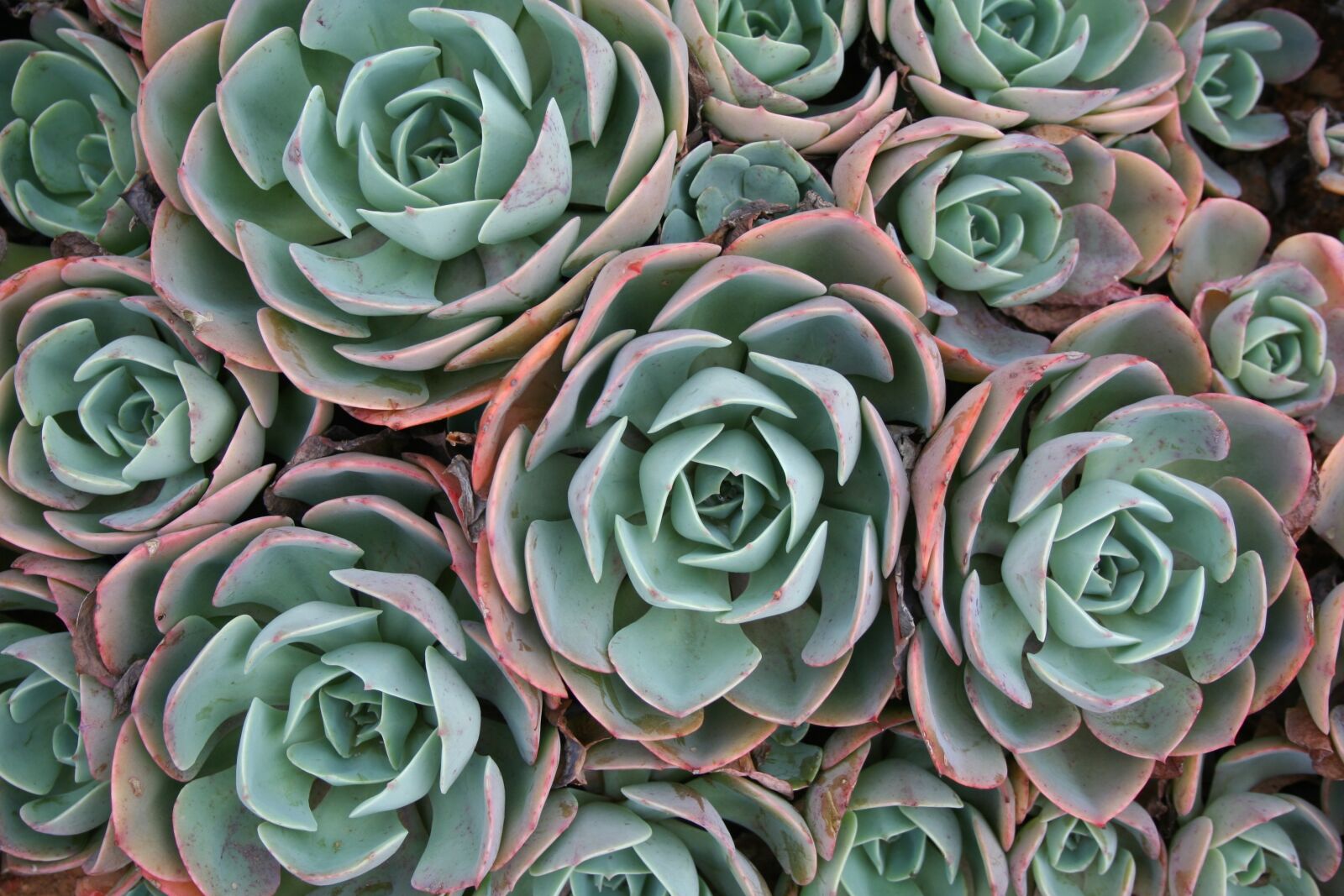 Canon EOS 350D (EOS Digital Rebel XT / EOS Kiss Digital N) sample photo. Succulent, plant, green photography