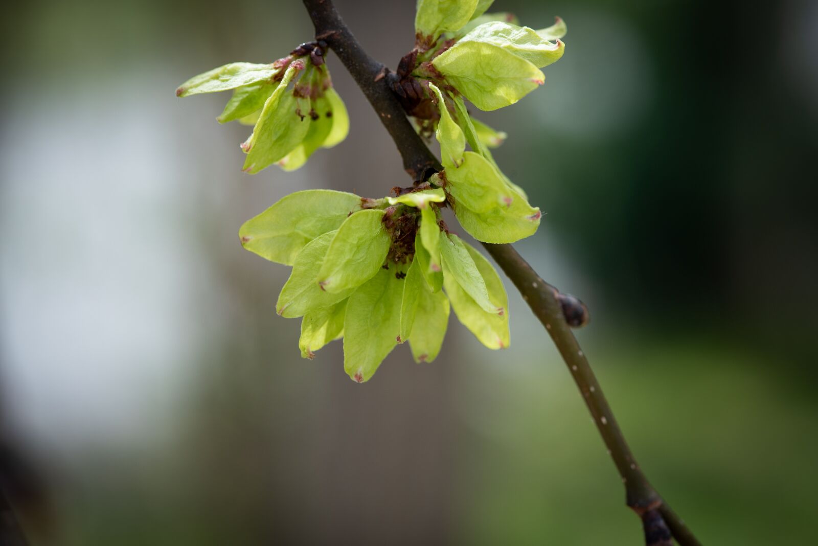 Nikon D750 sample photo. Elm, leaves, green photography