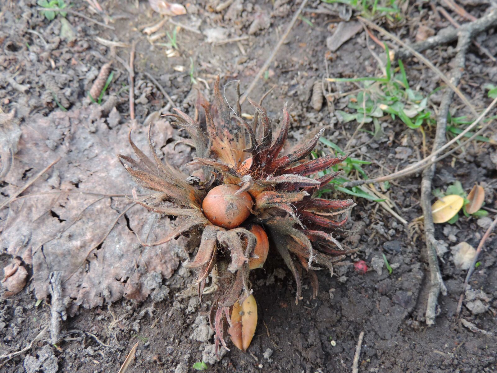 Nikon Coolpix P520 sample photo. Nuts, nature, flora, food photography