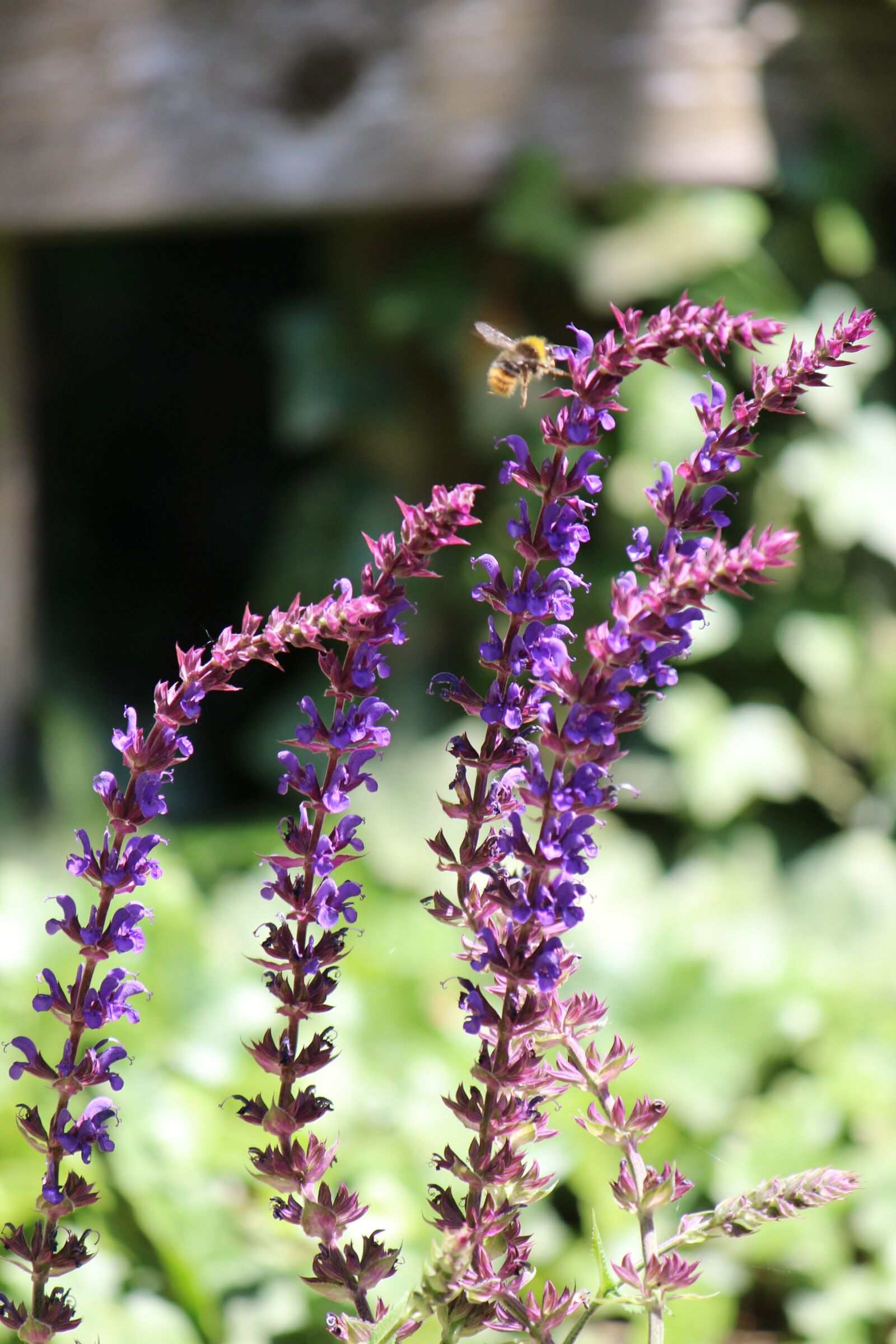 Canon EOS 600D (Rebel EOS T3i / EOS Kiss X5) sample photo. Sage, garden, bee photography