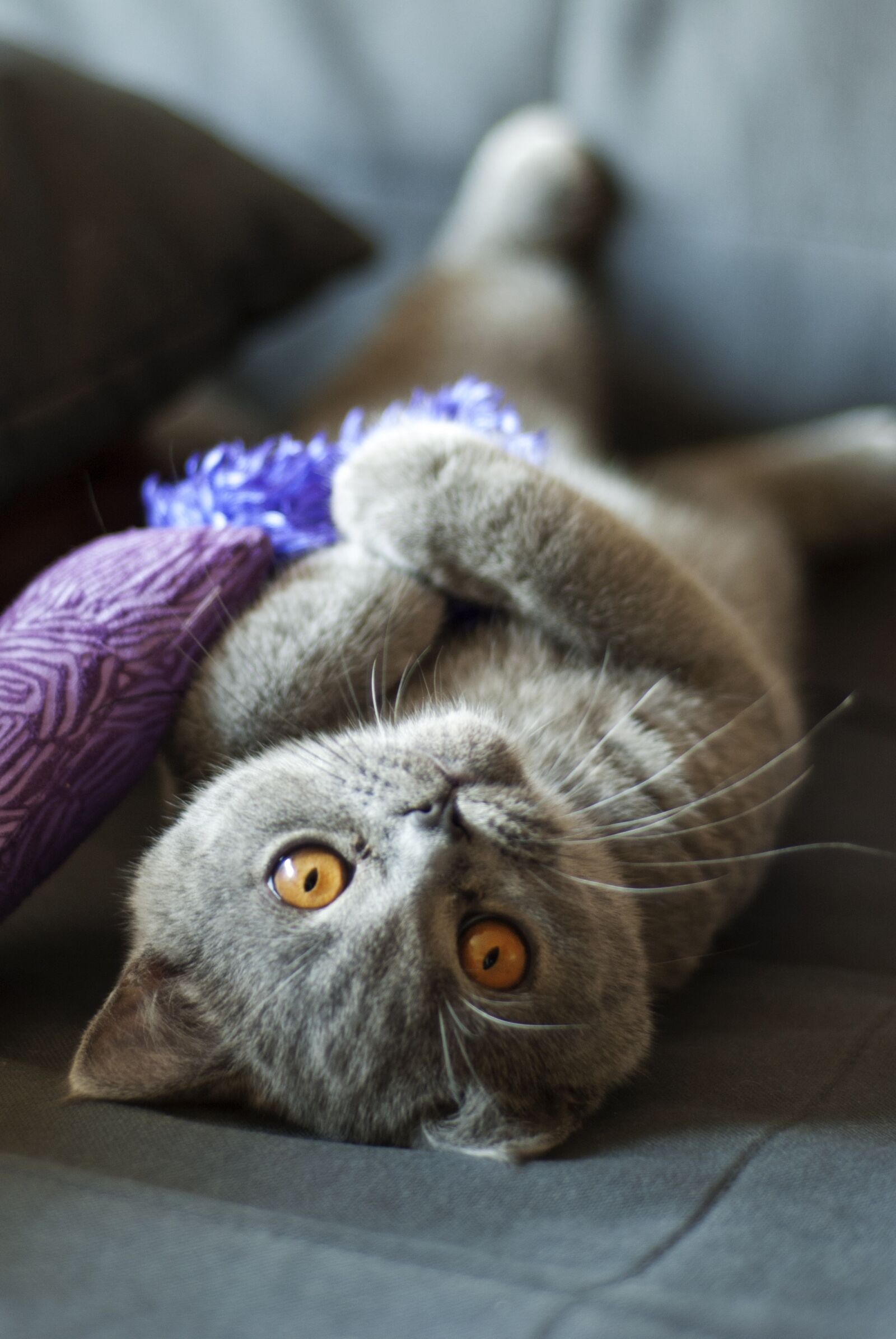 Nikon D80 sample photo. Cat, british shorthair cat photography