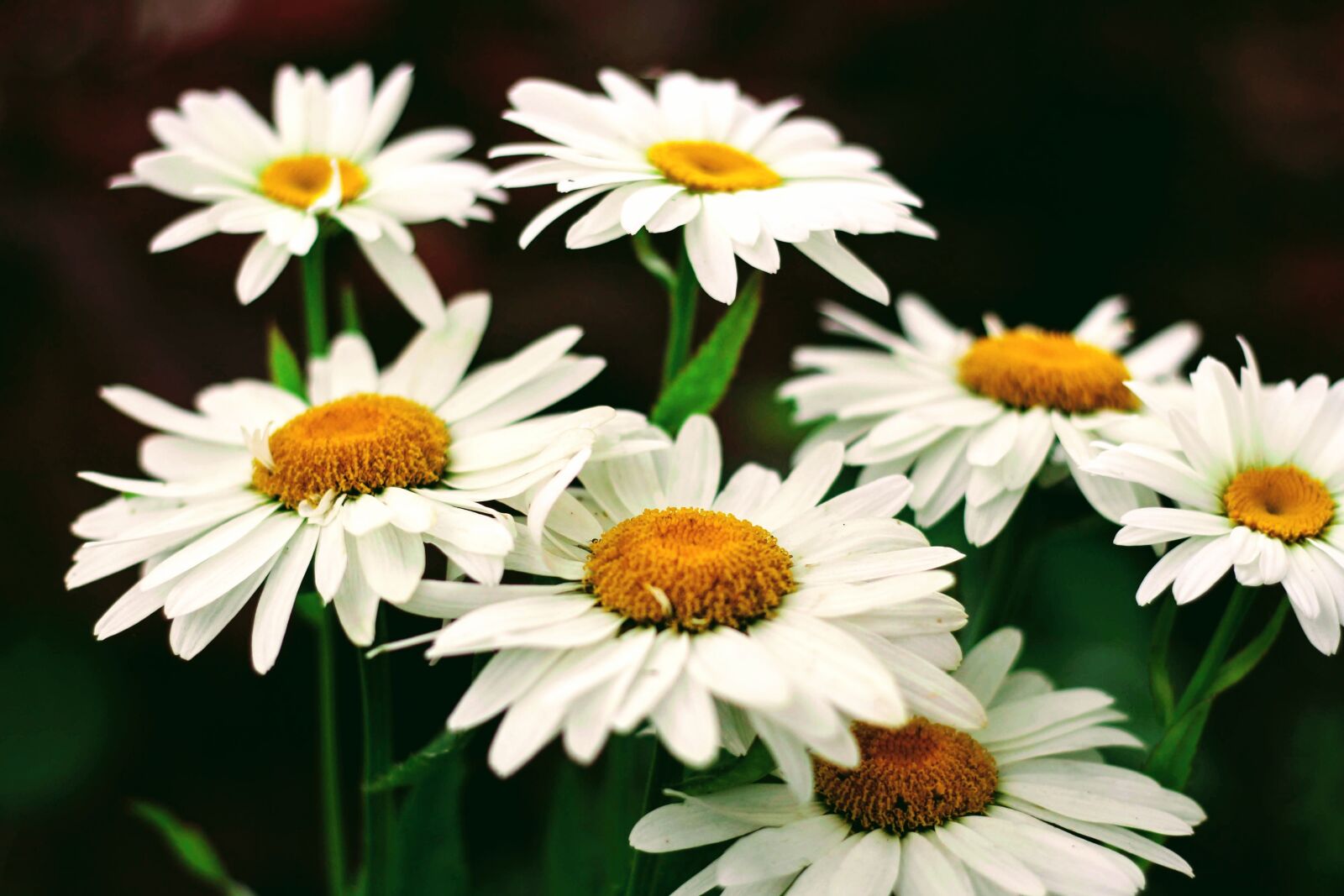 Canon EOS 700D (EOS Rebel T5i / EOS Kiss X7i) + Canon EF 50mm F1.8 STM sample photo. Flowers, garden, june photography