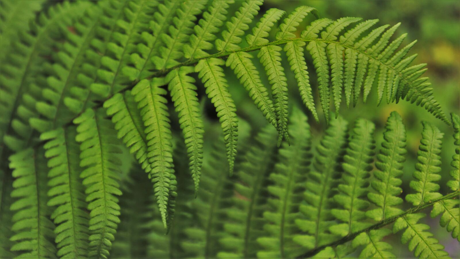 Canon EOS 80D sample photo. Fern, ornament, fern leaf photography
