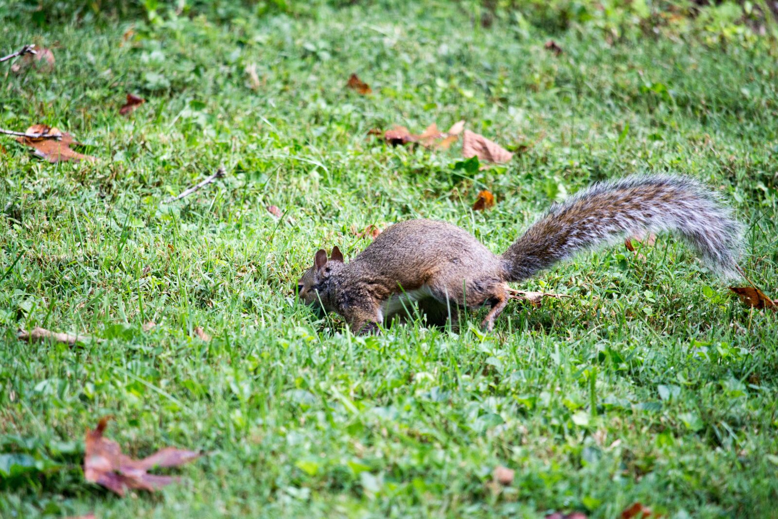 Canon EOS 700D (EOS Rebel T5i / EOS Kiss X7i) sample photo. Nature, grass, outdoors photography