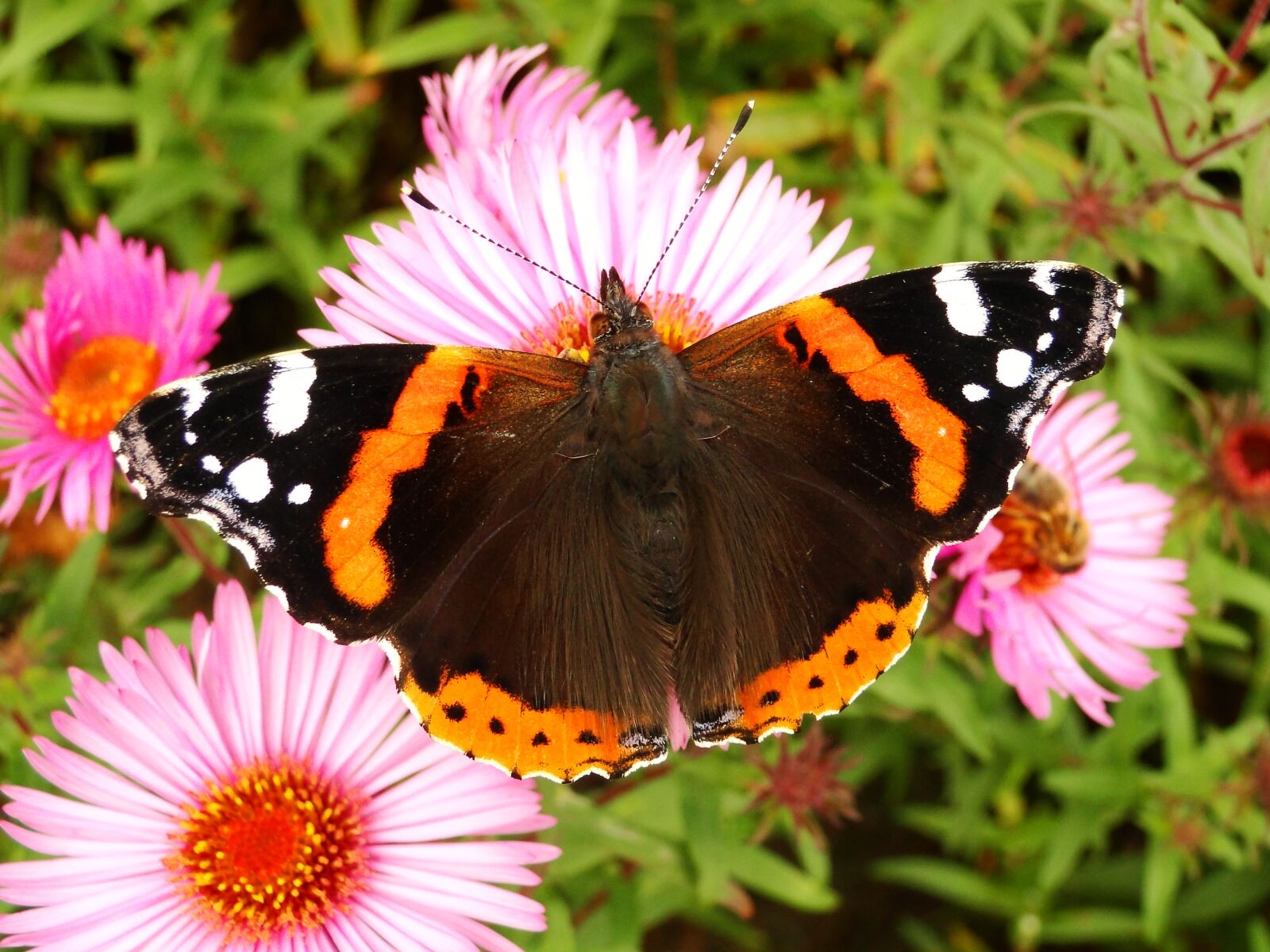 Sony Cyber-shot DSC-HX1 sample photo. Nature, butterfly day, insect photography
