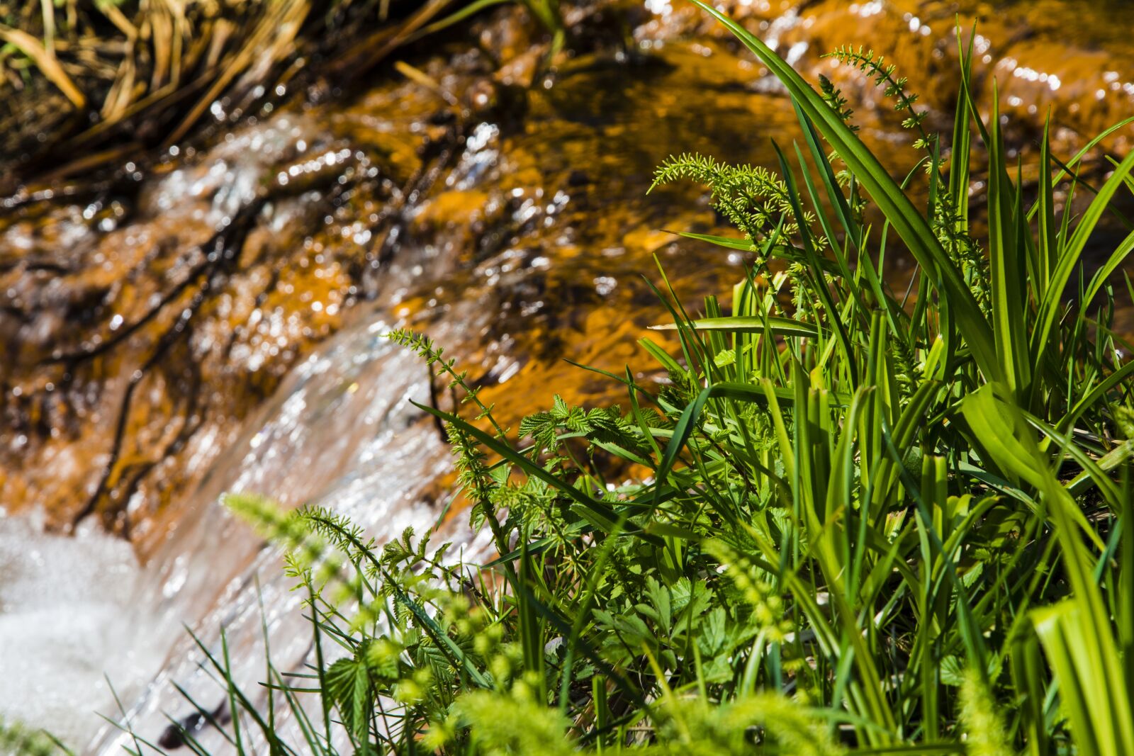 Nikon D7100 sample photo. River, green, grass photography