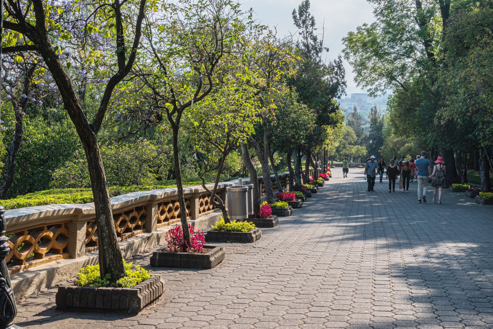 Nikon D5600 sample photo. Trail, castillo chapultepec, mexico photography
