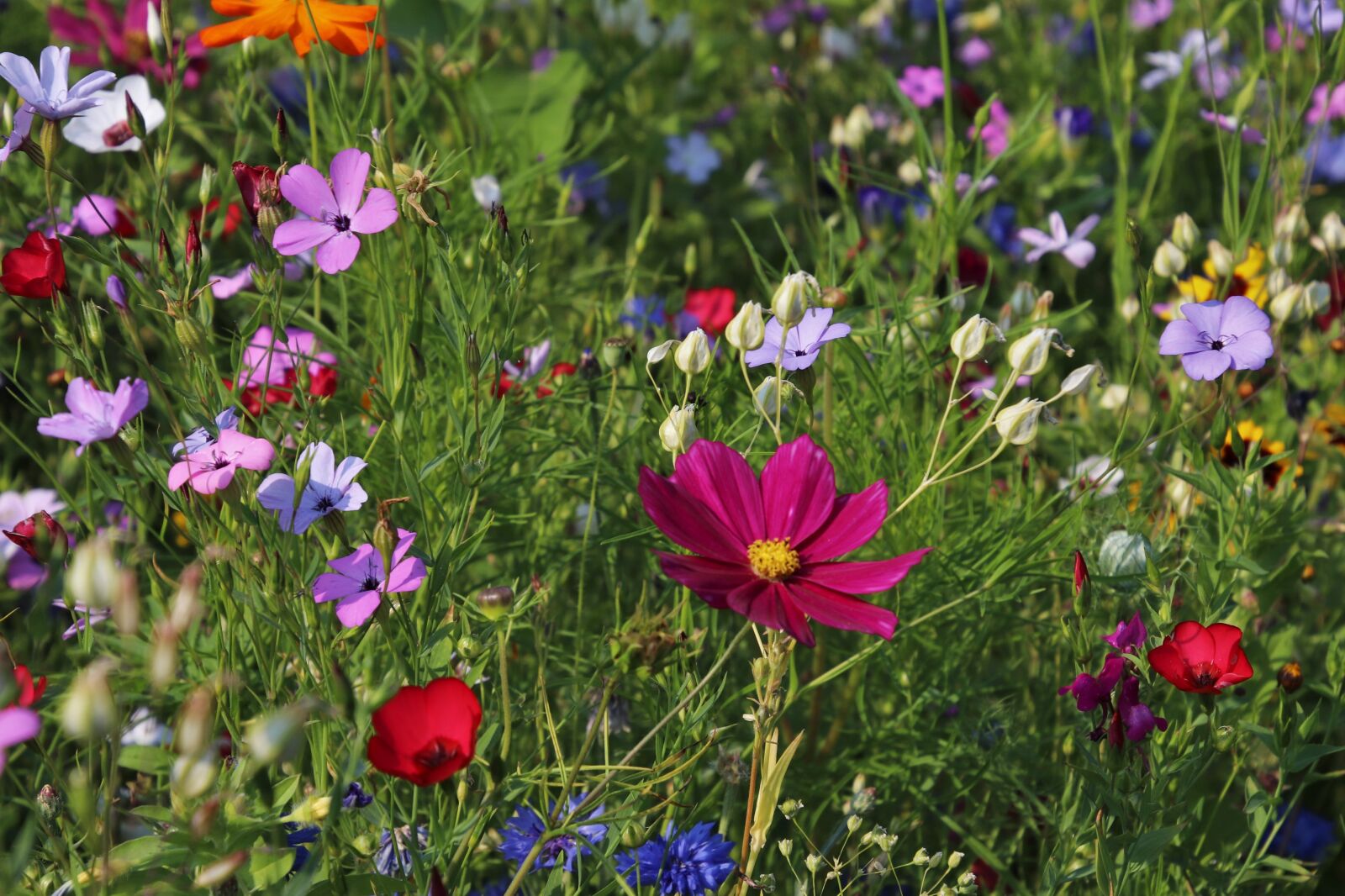 Canon EOS 80D sample photo. Flowers, meadows, grass photography
