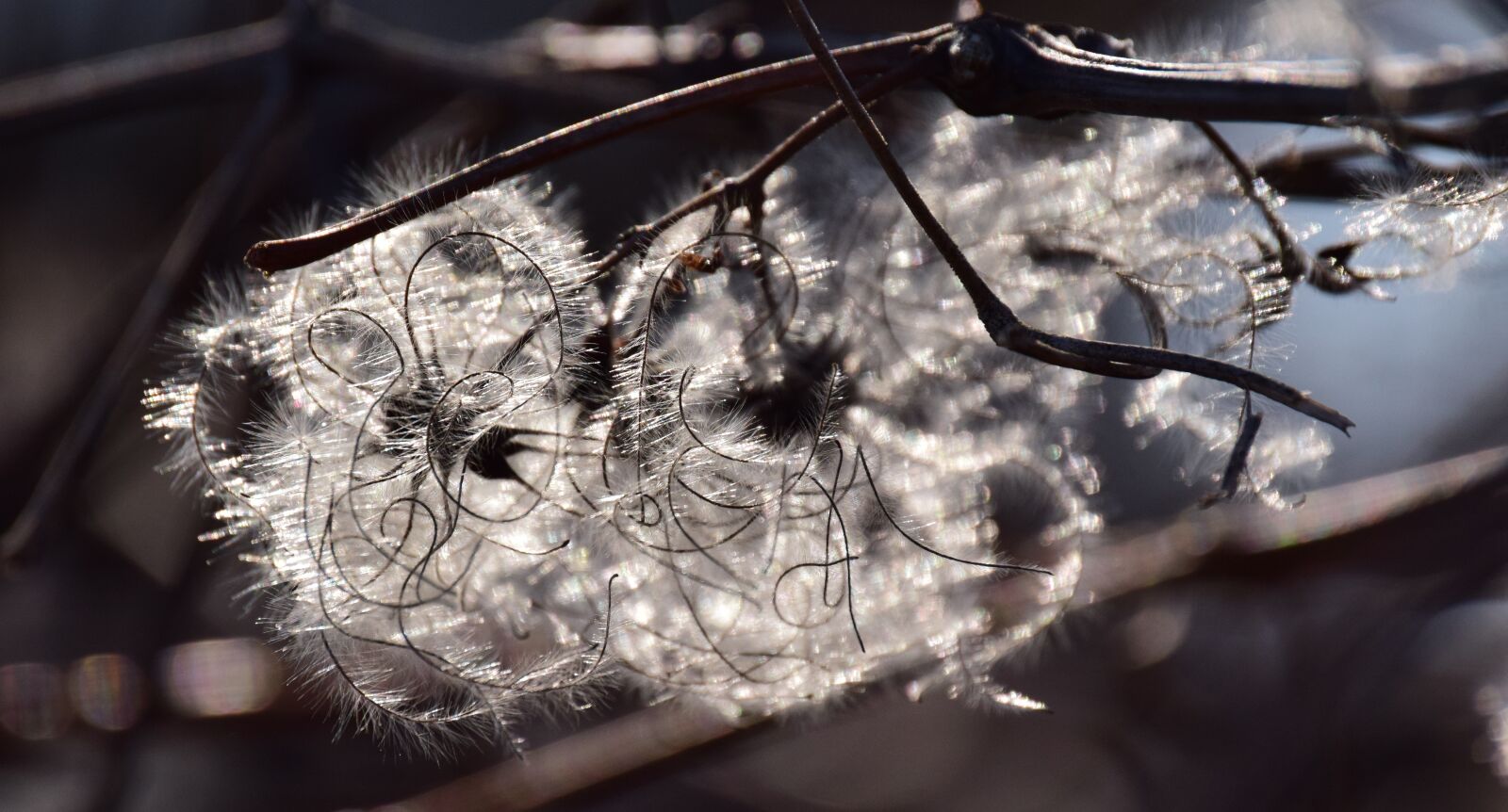 Nikon D3300 sample photo. Seeds, flying seeds, backlighting photography