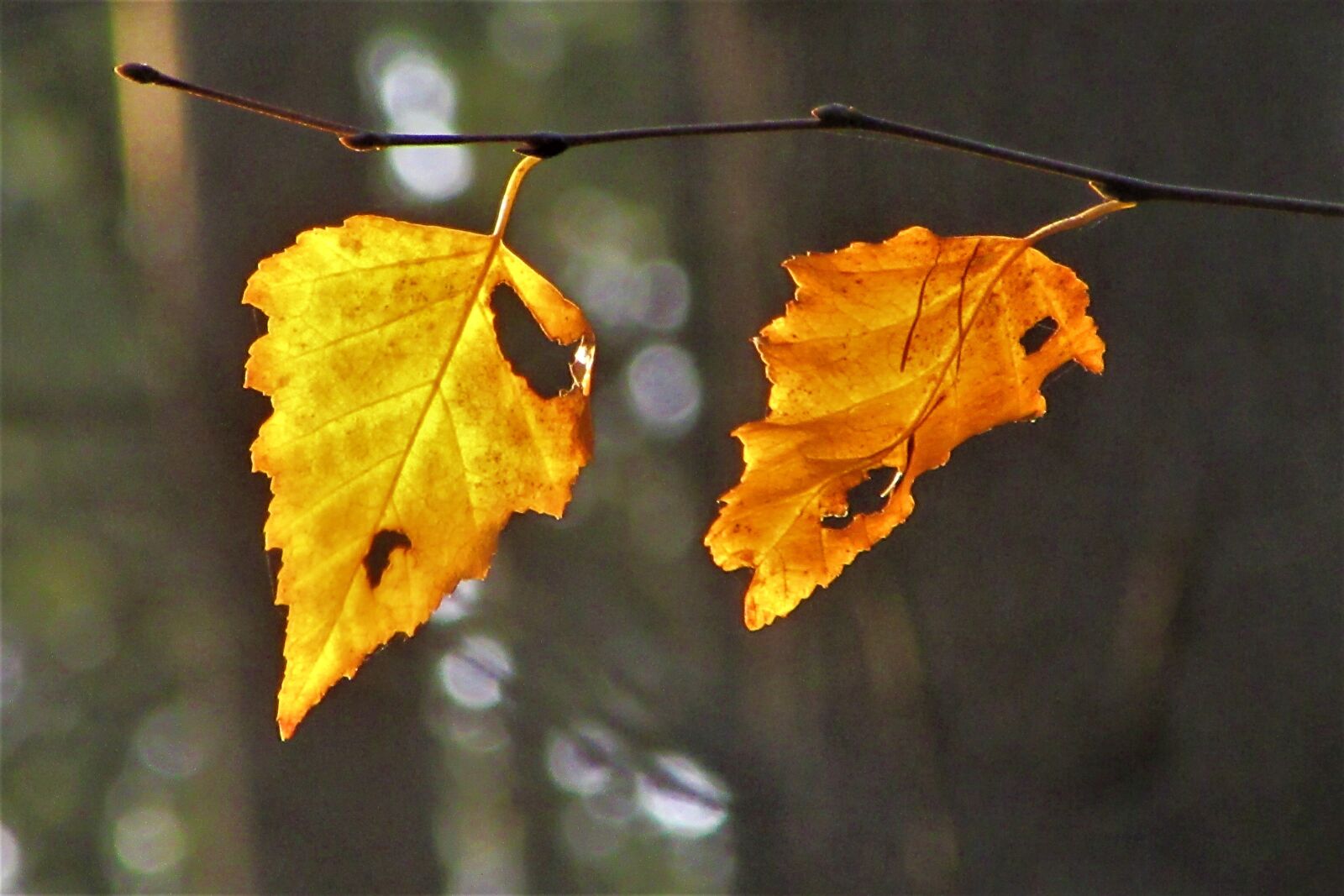 Canon PowerShot SX610 HS sample photo. Leaves, autumn, forest photography