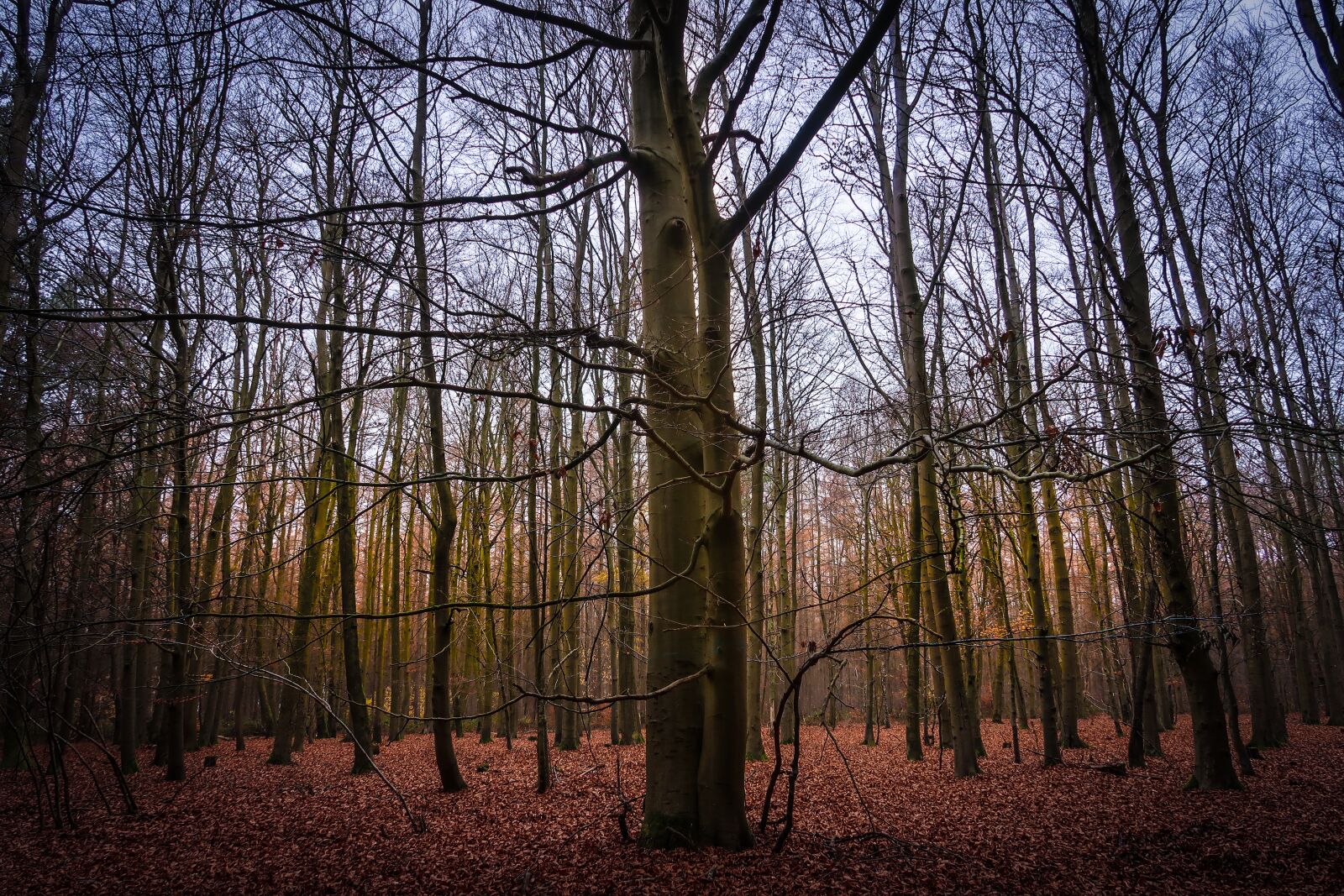 Canon PowerShot G7 X Mark II sample photo. Forest, dark, autumn photography