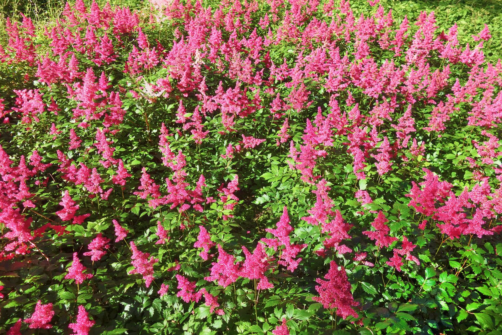 Sony Cyber-shot DSC-RX100 sample photo. Plant, flower, astilbe photography