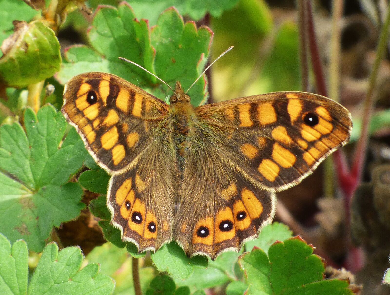 Panasonic Lumix DMC-FZ70 sample photo. Butterfly saltacercas, butterfly, margenera photography
