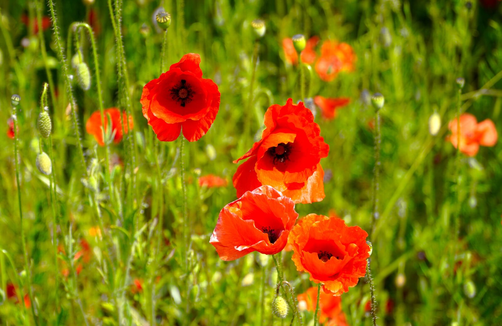 Sony E PZ 18-105mm F4 G OSS sample photo. Poppies, blossom, bloom photography