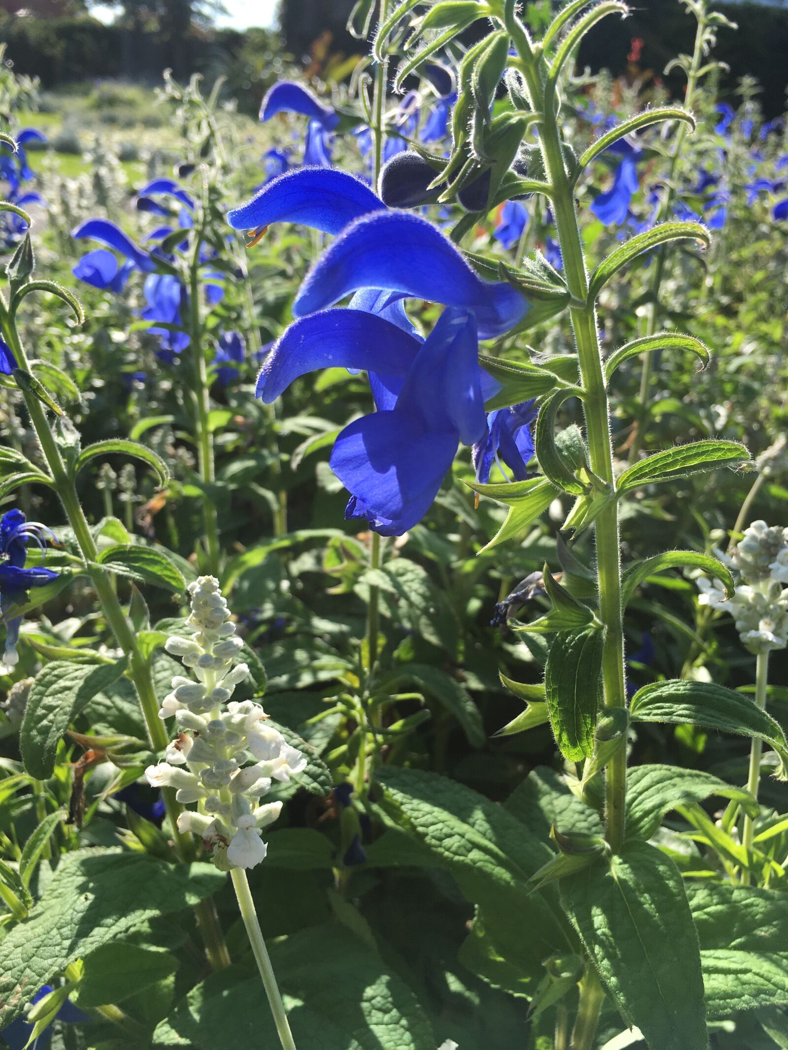 Apple iPhone 6s Plus sample photo. Blue, flower, nature photography