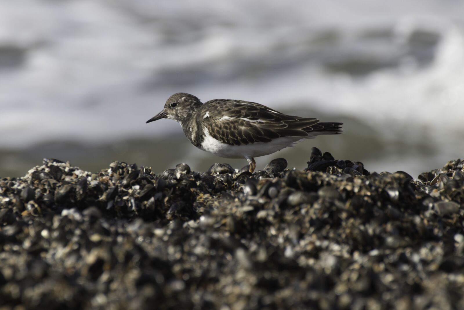 Canon EOS 80D sample photo. Nature, watts, north sea photography