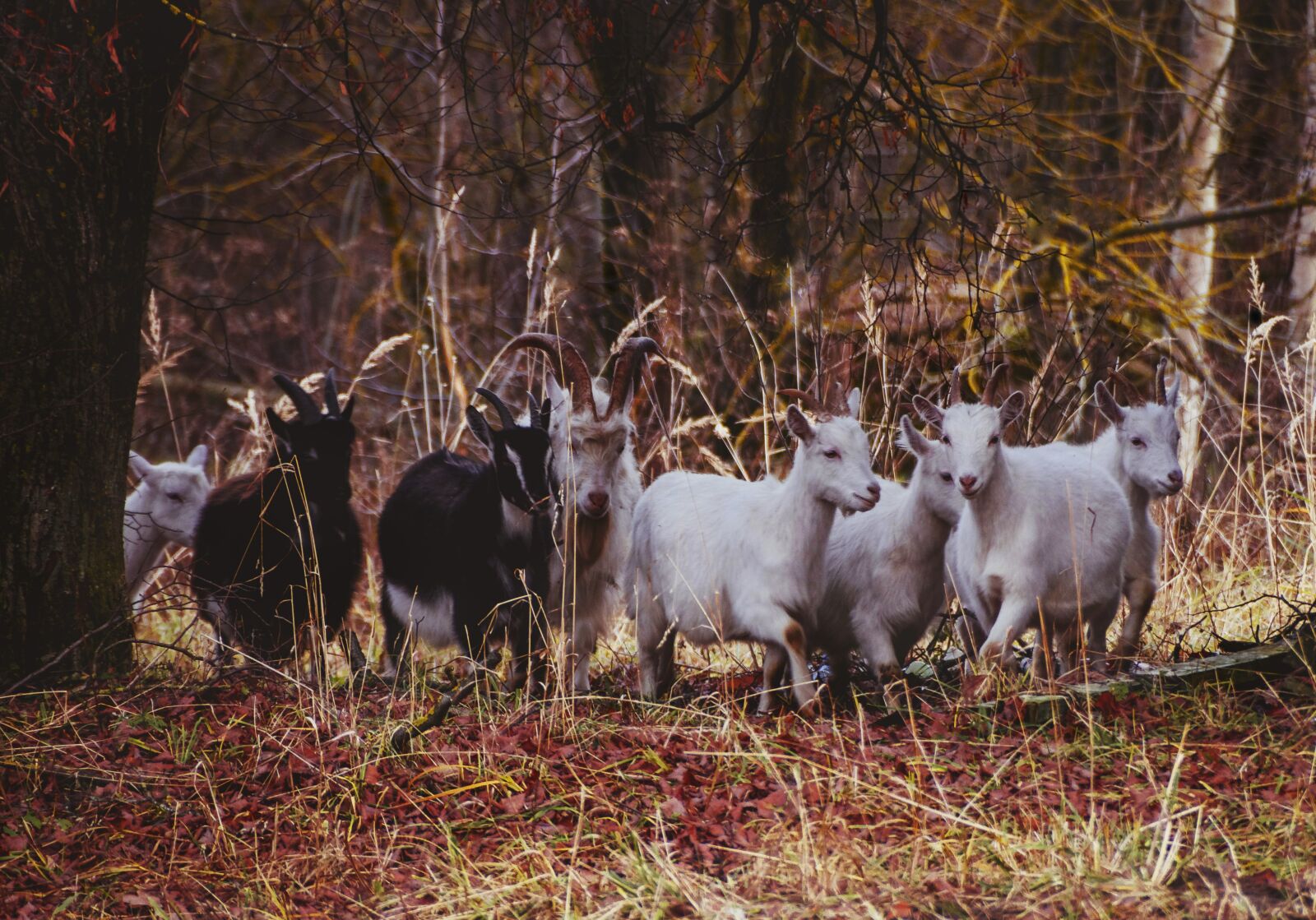 Sony SLT-A57 + Sony DT 18-250mm F3.5-6.3 sample photo. Goats, goat, forest photography