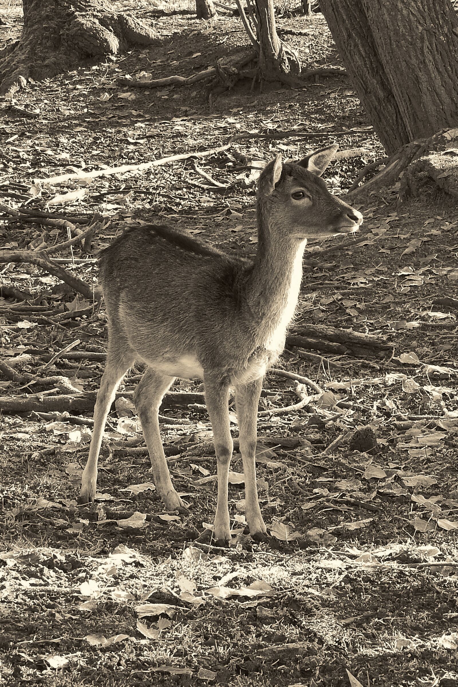 Nikon Coolpix P900 sample photo. Roe deer, fallow deer photography