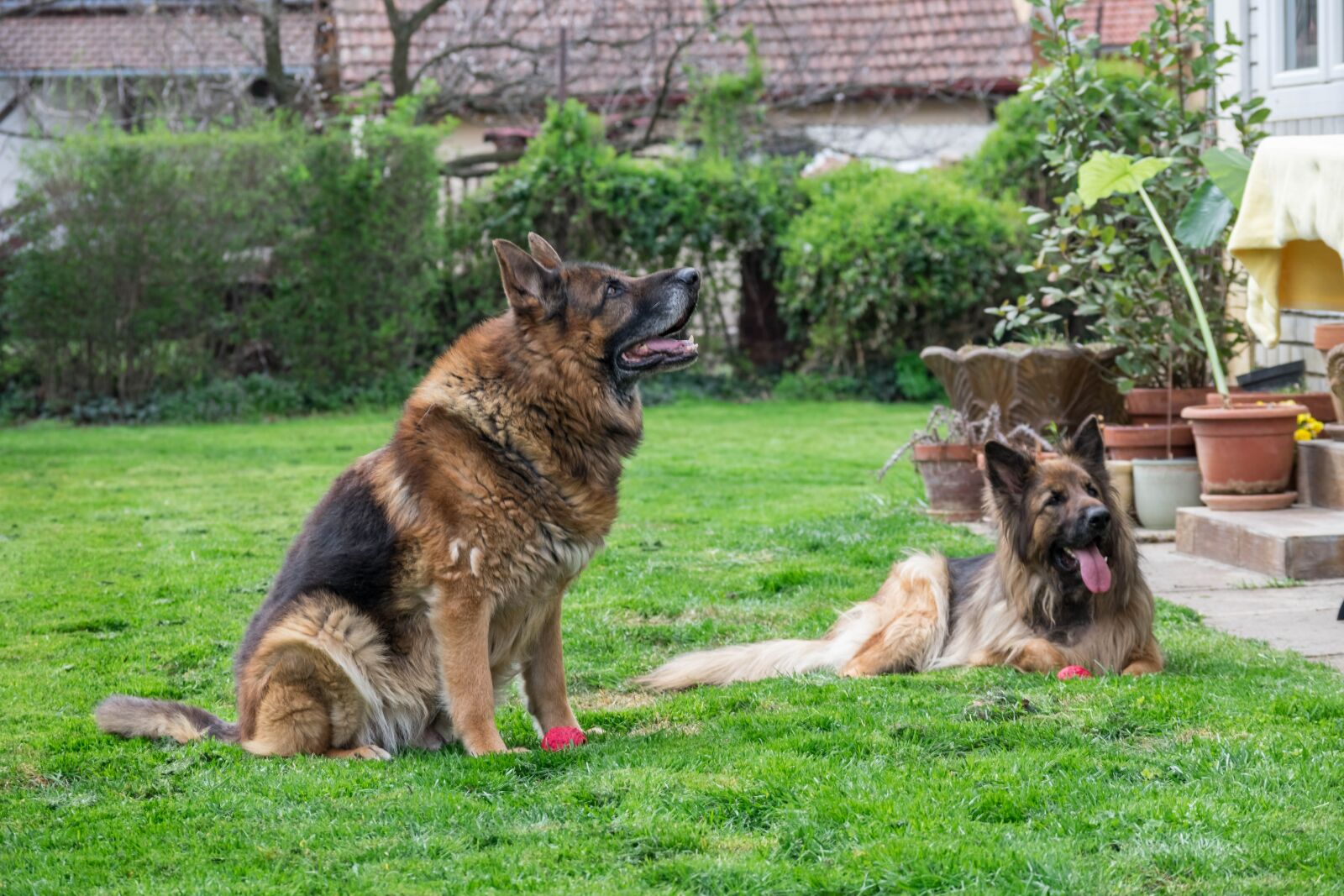 Nikon D3400 sample photo. German shepherd, dogs, canine photography