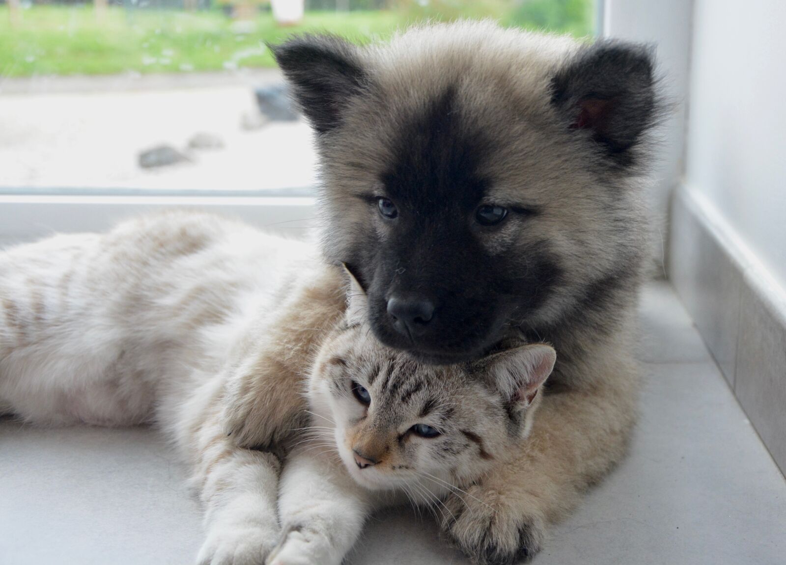 Nikon D5200 sample photo. Dog cat, complicity, hug photography