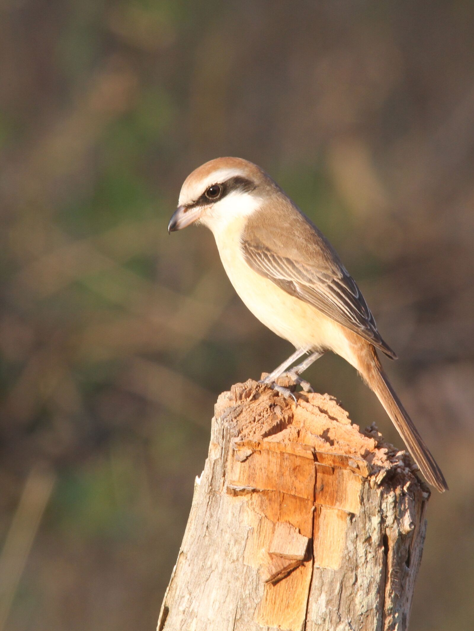 Canon EOS 7D sample photo. Brown shrike, bird, avian photography