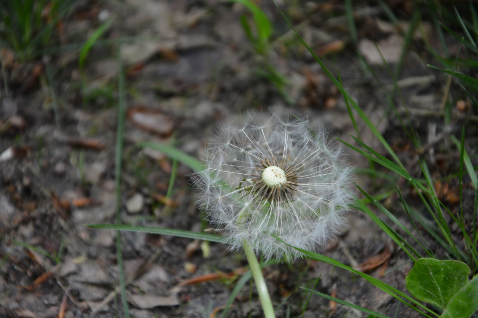 Nikon D7100 sample photo. Dandelion, nature, flower photography