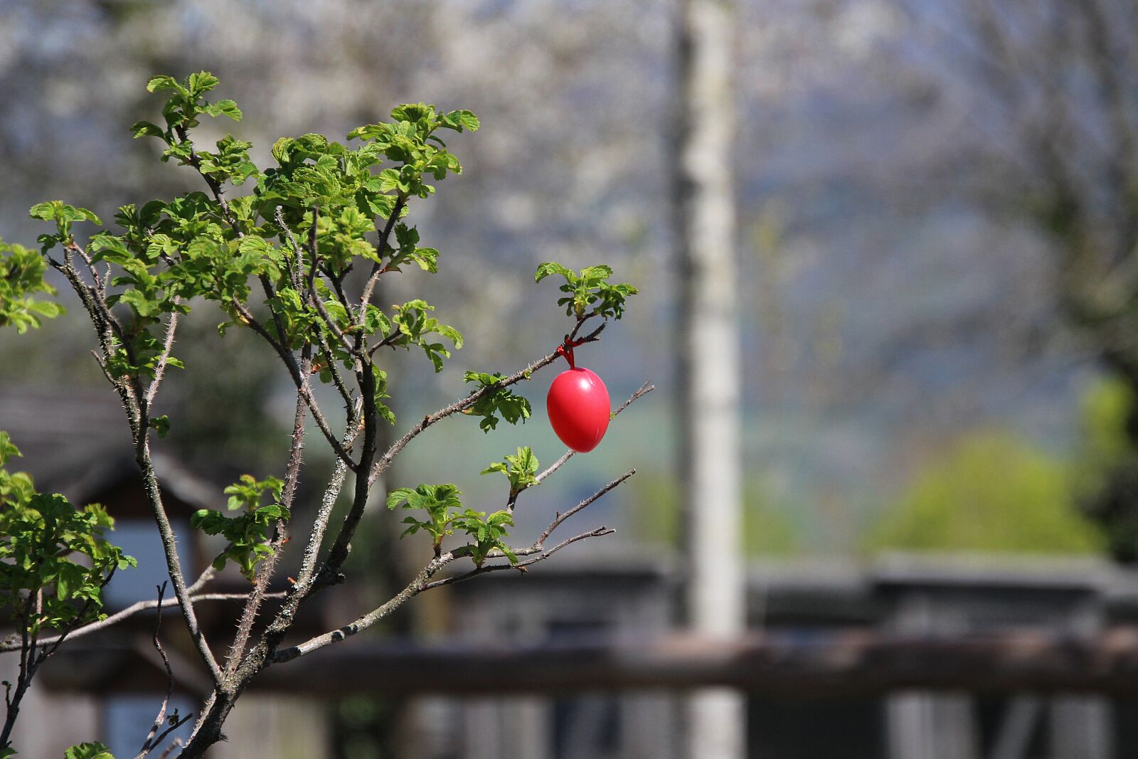 Canon EOS 700D (EOS Rebel T5i / EOS Kiss X7i) sample photo. Egg, easter, nature photography