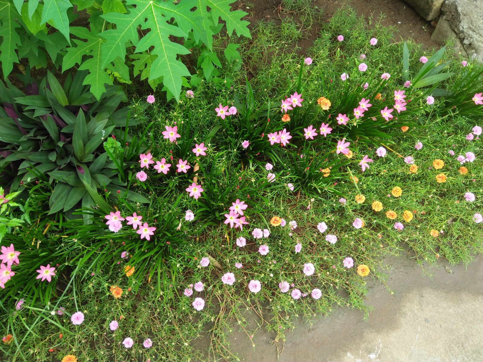 OPPO A37fw-International sample photo. Flower, beautiful, colours photography