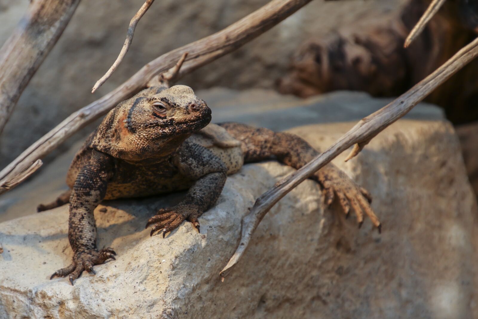 Canon EOS 70D sample photo. Chuckwalla, sauromalus ater, reptile photography