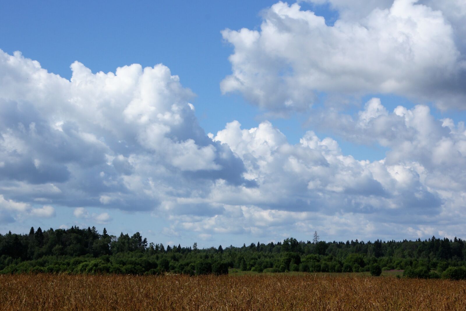 Canon EOS 60D sample photo. Summer, field, nature photography