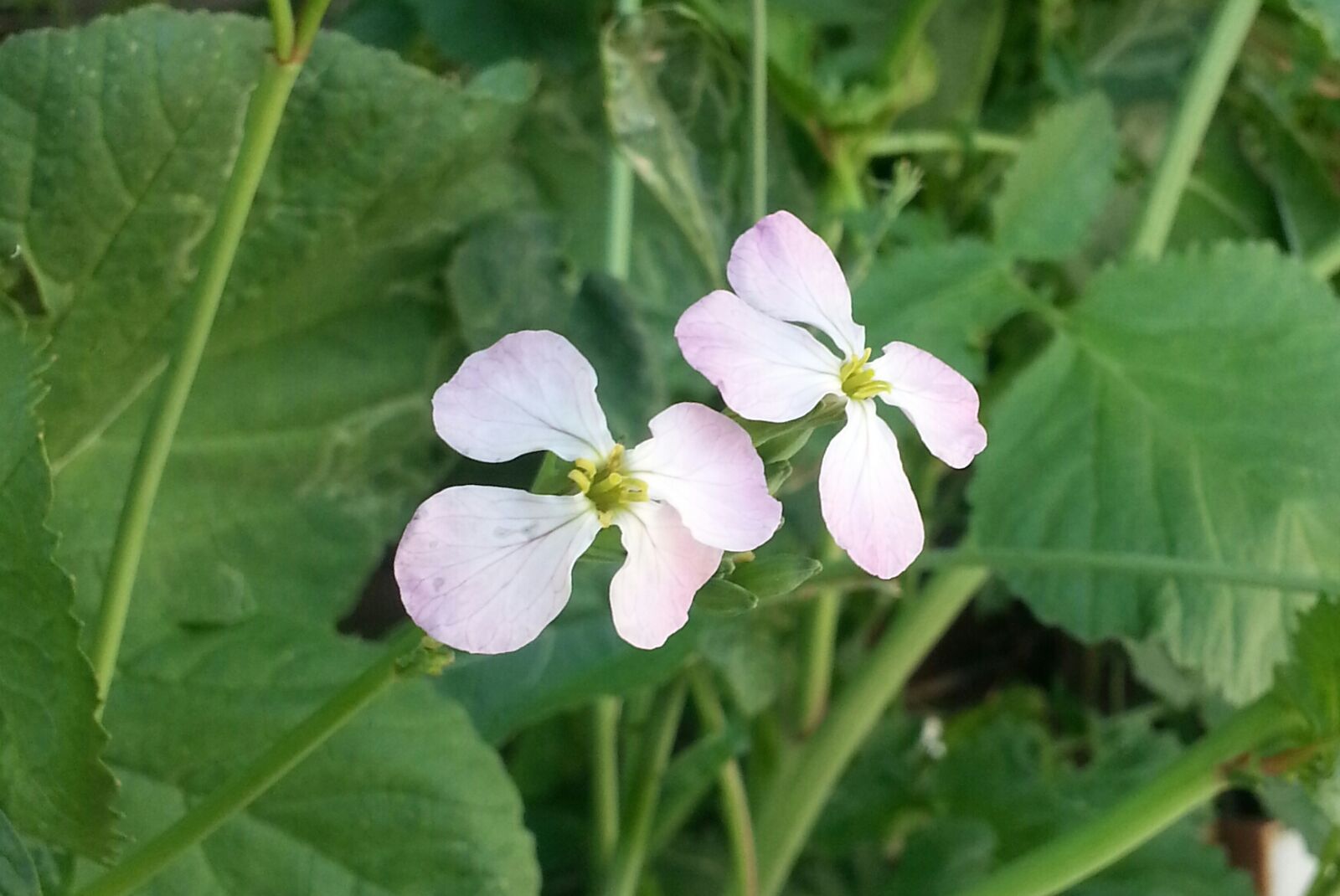 Samsung Galaxy S3 sample photo