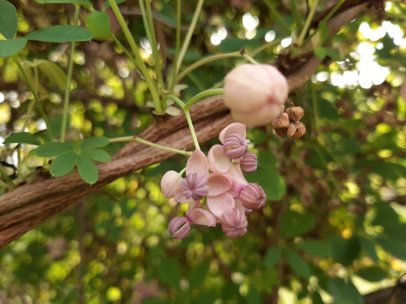 Samsung Galaxy A50 sample photo. Akebia, flower, bloom photography
