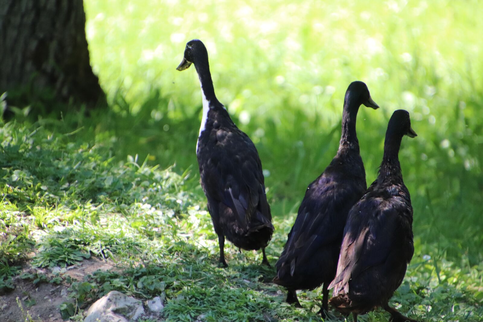 Canon EOS 800D (EOS Rebel T7i / EOS Kiss X9i) sample photo. Ducks, waterfowls, exotic photography