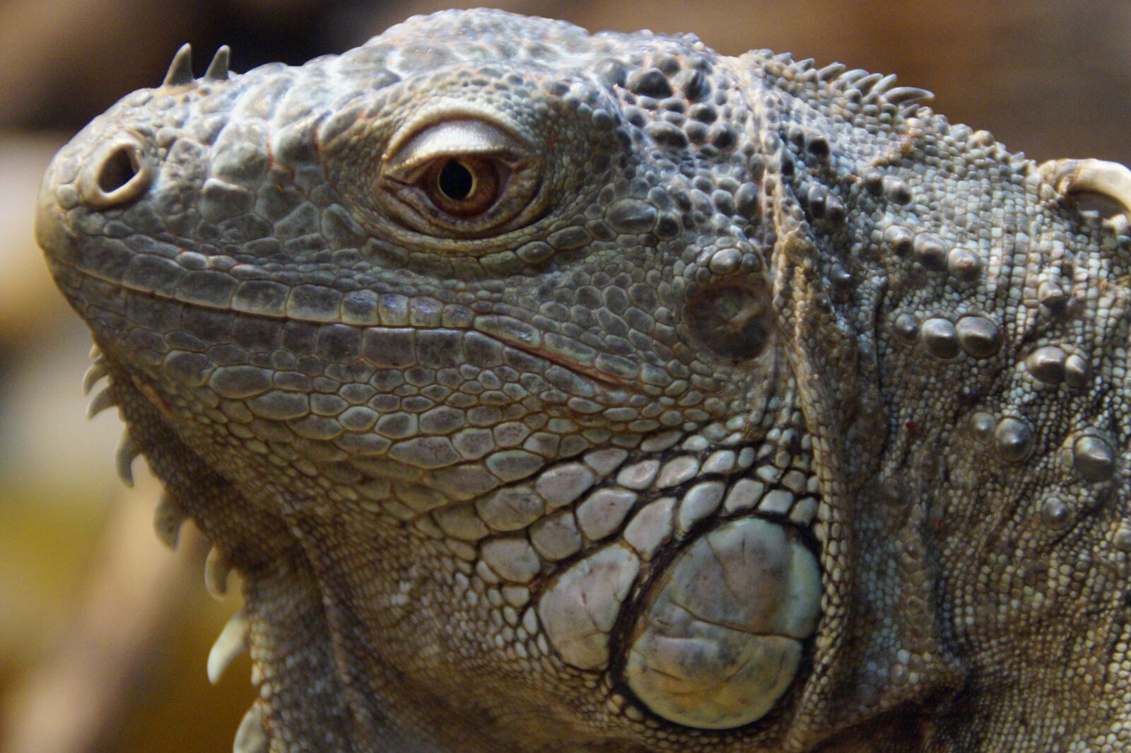 Sony SLT-A58 sample photo. Iguana, face, portrait photography