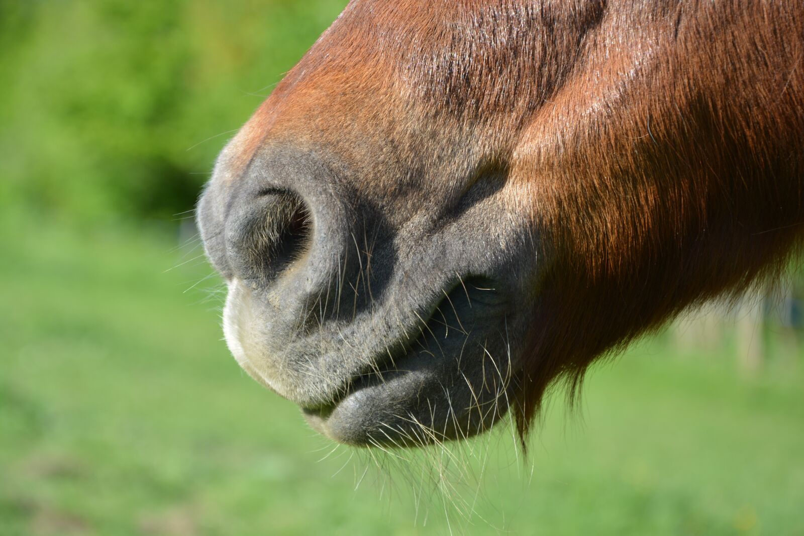 Nikon D5200 sample photo. Pony nostrils, pony muzzle photography