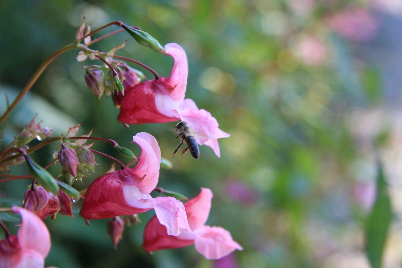 Canon EOS 40D sample photo. Flowers, leaves, nature photography
