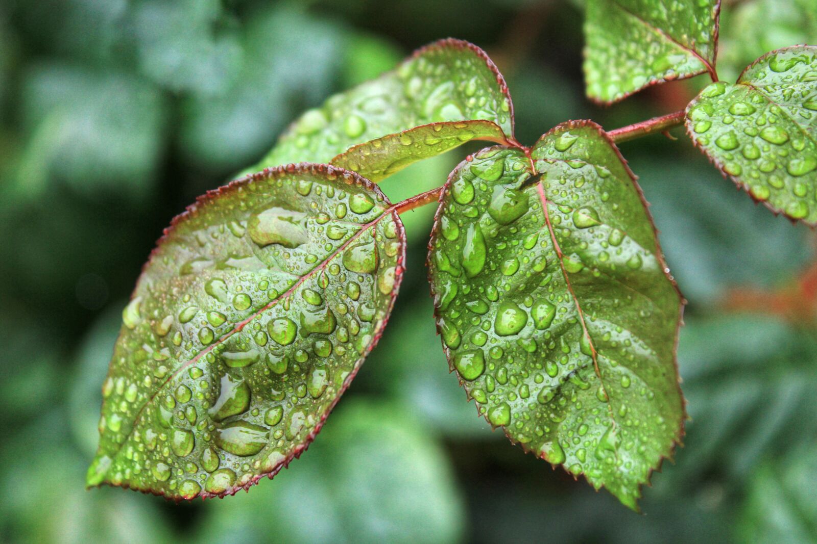 Canon EOS 2000D (EOS Rebel T7 / EOS Kiss X90 / EOS 1500D) sample photo. Leaf, green, green leaf photography